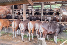 Banyak yang Salah, Begini Cara Menyembelih Hewan Kurban Tanpa Menyiksa di Momen Idul Adha 2026