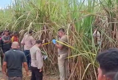 Polisi Sudah Periksa 22 Saksi, Kasus Pembunuhan Wanita Hamil di Kebun Tebu PTPN 7 Ogan Ilir Masih Lidik