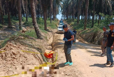 Warga 7 Ulu Ditemukan Tewas di Perkebunan Sawit PT Hindoli, Ini Hasil Penyelidikan Polres Muba