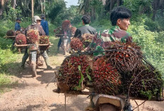 Begini Kronologis Penguasaan Lahan dan Penjarahan TBS Kelapa Sawit oleh Oknum Warga di Kebun PT Mitra Ogan 