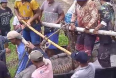 Buaya Muara Banyuasin Dilepaskan Warga Ke Muara Sungai