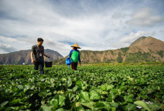 Indeks Bisnis UMKM BRI Q3-2025: Ekspansi Berlanjut, Optimisme Pelaku Usaha Semakin Meningkat