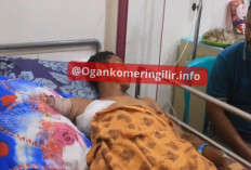 Tangan Herman Putus Diterkam Buaya Saat Ambil Air di Kanal Tambak Udang Sungai Menang OKI
