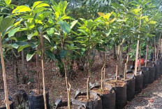 Cara Menanam Alpukat dari Biji, Mulai dari Pemilihan Bibit hingga Panen