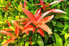 Ini Rekomendasi Tanaman Pagar Minimalis Tahan Matahari, Salah Satunya Pucuk Merah