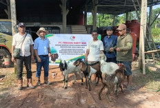 Sriwijaya Palm Oil Group Kembali Menebar Kebaikan, Salurkan 150 Hewan Kurban 
