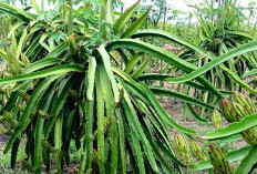 Cara Menanam Buah Naga dari Batang agar Cepat Berbuah dan Lebat