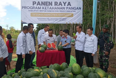 Lahan Kosong Lapas Narkotika Banyuasin Hasilkan 1 Ton Buah Semangka Kualitas Terbaik