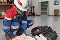 Inovasi Ramah Lingkungan, PEP Prabumulih Olah Limbah Sabut Kelapa Jadi Alat Penunjang Keandalan Operasi