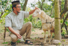Ingin Berkurban Tiap Tahun? Ini Tips Mengatur Keuangan dan Tabungan Kurban