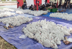 Kejati Sumsel Bagikan 750 Paket Daging Kurban, Warga: Berkah di Hari Raya Idul Adha 1446 Hijriah