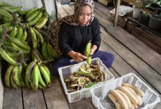 7 Tips Memulai Bisnis Keripik Pisang Lampung Aneka Rasa dari Rumah, Modal Terjangkau untuk Pemula