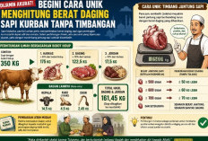 Dijamin Akurat! Begini Cara Unik Menghitung Berat Daging Sapi Kurban Tanpa Perlu Timbangan