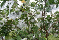 Cara Menanam Jambu Kristal di Pot dari Awal hingga Panen, Pemula Bisa Simak Di Sini!