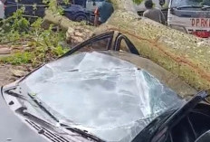 Update, 3 Mobil Ringsek Ditimpa Pohon di Kantor Camat IT I Palembang Ditenggarai Pohon Rapuh Dimakan Usia