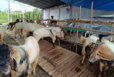 Pedagang Hewan Kurban di Kayuagung Mulai Marak, Kambing Dijual Rp3, 5 Juta