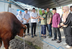 Bupati Ogan Ilir Serahkan Sapi Kurban Presiden Prabowo, Jenis Limousin dengan Berat 950 Kg 
