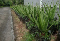 Cara Mengatasi Kulit Belang Akibat Sering Naik Motor, Ini Tips yang Bisa Dicoba