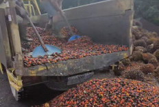 Berapa Harga TBS Sawit di Jambi Periode 1-7 Agustus 2025? Berikut Ini Daftar Rinciannya