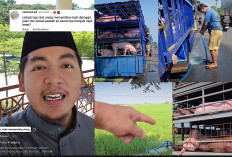 Berikut Penjelasan Ustaz Putra Pradipta Terkait Memandikan Babi di Tepian Sawah Milik Warga