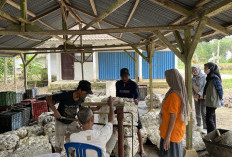 Harga Komoditi Karet Berangsur Naik, Tembus Rp30. 236 Per Kilogram, Produksi Mulai Naik