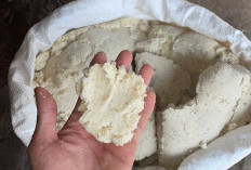6 Bahan yang Bisa Disulap Jadi Pakan Ikan Lele: Cara Membuat Mudah dan Biaya Murah!
