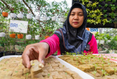 BRI Raih Penghargaan Sustainable Impact Berkat Program BRInita