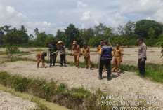 Tanam Jagung di Kecamatan Tanjung Lubuk OKI Tumpang Sari Kebun Durian, Dukung Ketahanan Pangan