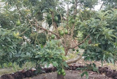 Mengenal 7 Jenis Buah Alpukat, Mana yang Paling Enak dan Tinggi Nutrisinya?