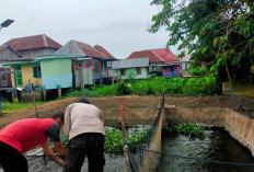 Polsek Pemulutan Ogan Ilir Kembangkan Ternak Ikan di Kolam Budidaya, Dukung Ketahanan Pangan Nasional