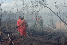 Gambut di Kabupaten OKI Sebagian Besar Tinggi Muka Air Tanahnya Turun
