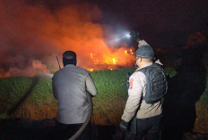 10 Hektare Lahan di Pulau Negara Ogan Ilir Terbakar, Kapolsek Pemulutan Ikut Padamkan Api Hingga Dini Hari