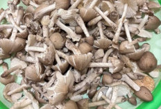 Musim Penghujan Warga Desa di Kabupaten OKI Berburu Jamur Tumbuh di Kebun 