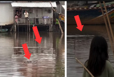 Viral Kemunculan 2 Buaya Manuver di Sungai Jejawi OKI, Berenang Santai Dekat Pemukiman Warga