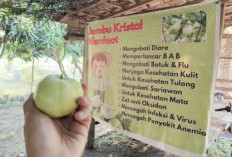 10 Manfaat Jambu Kristal bagi Kesehatan Tubuh, Buah Renyah yang Kaya Nutrisi