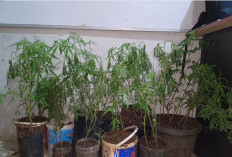 NEKAT Dapur Rumah Jadi Kebun Ganja, Polisi Sita 44 Batang dan Sabu di Empat Lawang
