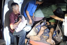 Hendak BAB, Pria di Siak Diterkam Harimau, ini Kondisinya