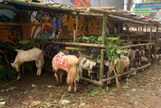 Jelang Iduladha 2026, Harga Sapi dan Kambing Kurban Mulai Merangkak Naik