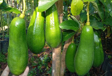 4 Cara Peram Buah Alpukat agar Cepat Matang dan Siap Dikonsumsi 