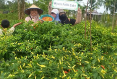 Cara Menanam Cabe agar Cepat Berbuah: Tips Pemilihan Bibit hingga Panen