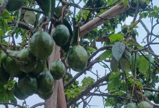 Pohon Alpukat Bisa Panen Berkali-kali dalam Setahun, Asal Perawatanya Tepat