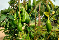  Cara Alami Agar Pohon Alpukat Cepat Berbuah Lebat dan Dagingnya Tebal