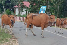 Hewan Ternak Sapi Berkeliaran di Pedamaran OKI Tabrak Pengemudi Motor hingga Luka-luka
