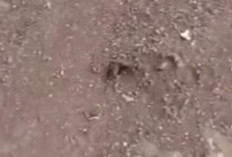 Heboh Warga Palembang Diduga Diserang Hewan Buas Nyaris Tewas, Corak Belang Kuning Mangsa Bebek