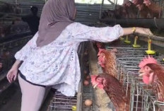 Usaha Ternak Ayam Petelur di Sindang Sari OKI Mulai Menghasilkan Setiap Sore Panen 19 Kg