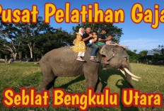 Mengenal Pusat Latihan Gajah Seblat Bengkulu, Wisata Edukasi Seru yang Cocok Dikunjungi Saat Liburan Sekolah