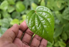 7 Manfaat Daun Sirih untuk Kesehatan yang Jarang Diketahui
