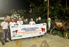 KAI Divre III Palembang: Berbagi 30 Sapi Hewan Kurban di Wilayah Operasional pada Momen Idul Adha 1446 H 