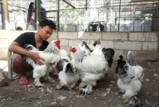Cara Mudah Beternak Ayam Brahma di Tengah Demam Ayam Hias, Bisnis Rumahan Berpotensi Raup Cuan
