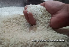 Harga Beras Medium di Sumsel Naik Jadi Rp13.500 per Kg, Stok Masih Aman Hingga 4 Bulan ke Depan